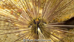 This Urchin shot was taken on one of my first attempts in... by Matt Hutchinson 